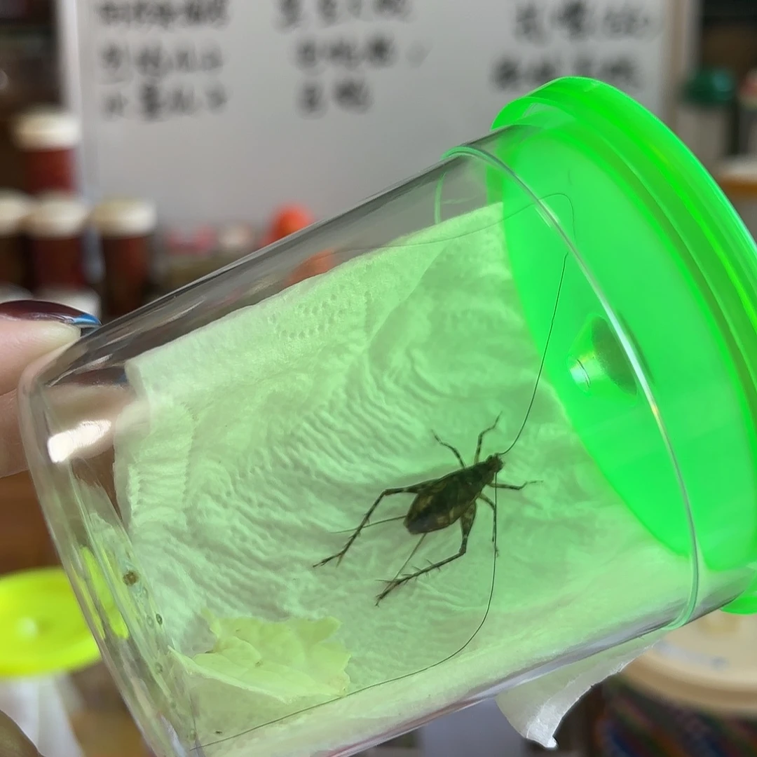 琉球一条不包断须尾