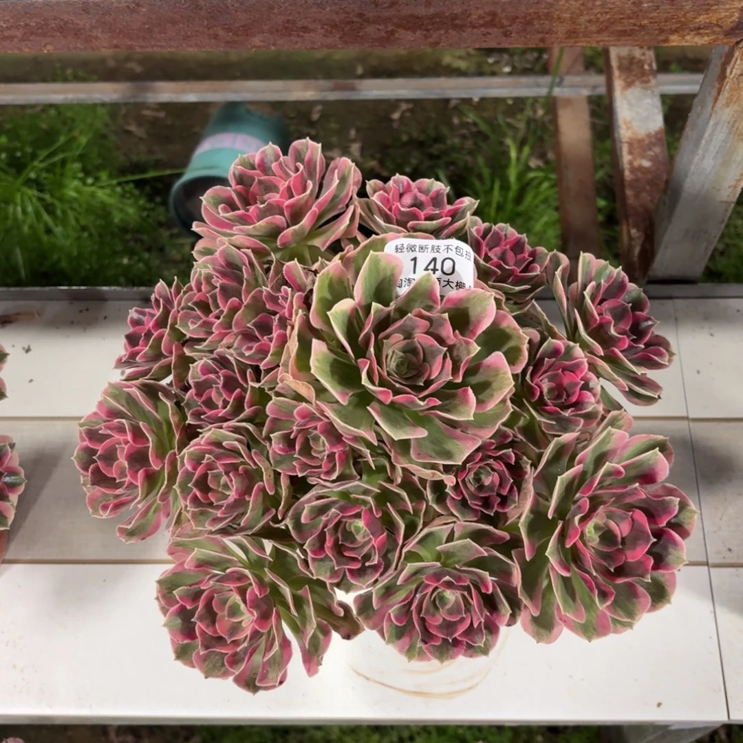 140粉女郎多肉植物法师