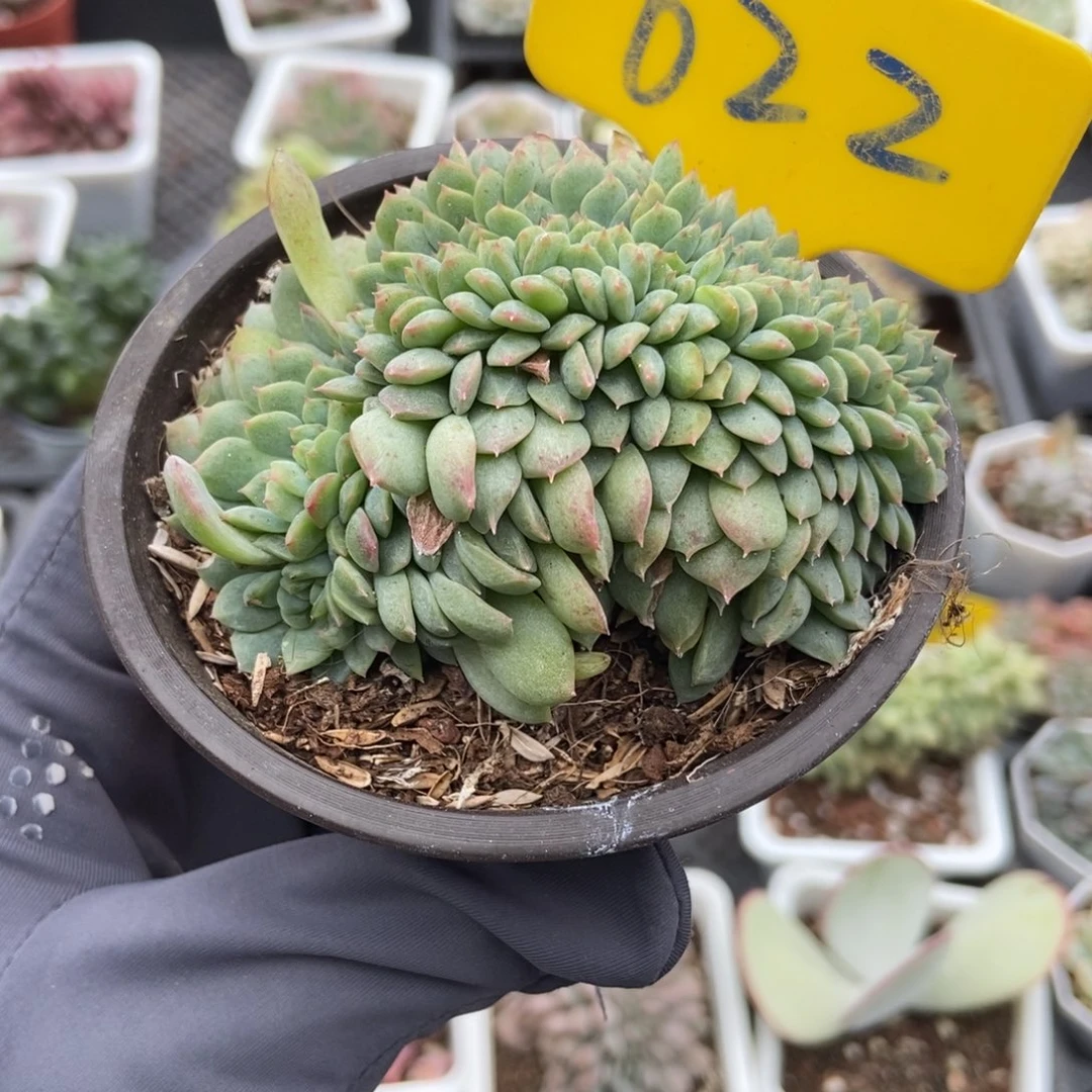 622冰魄缀多肉植物