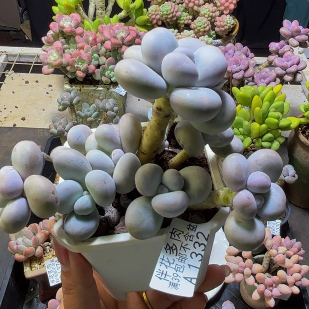 原始奶酪1332/12cm多肉