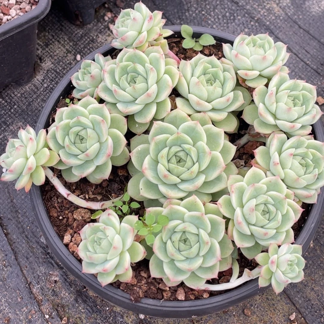 (***M麦秆趴地大群宝贝专拍