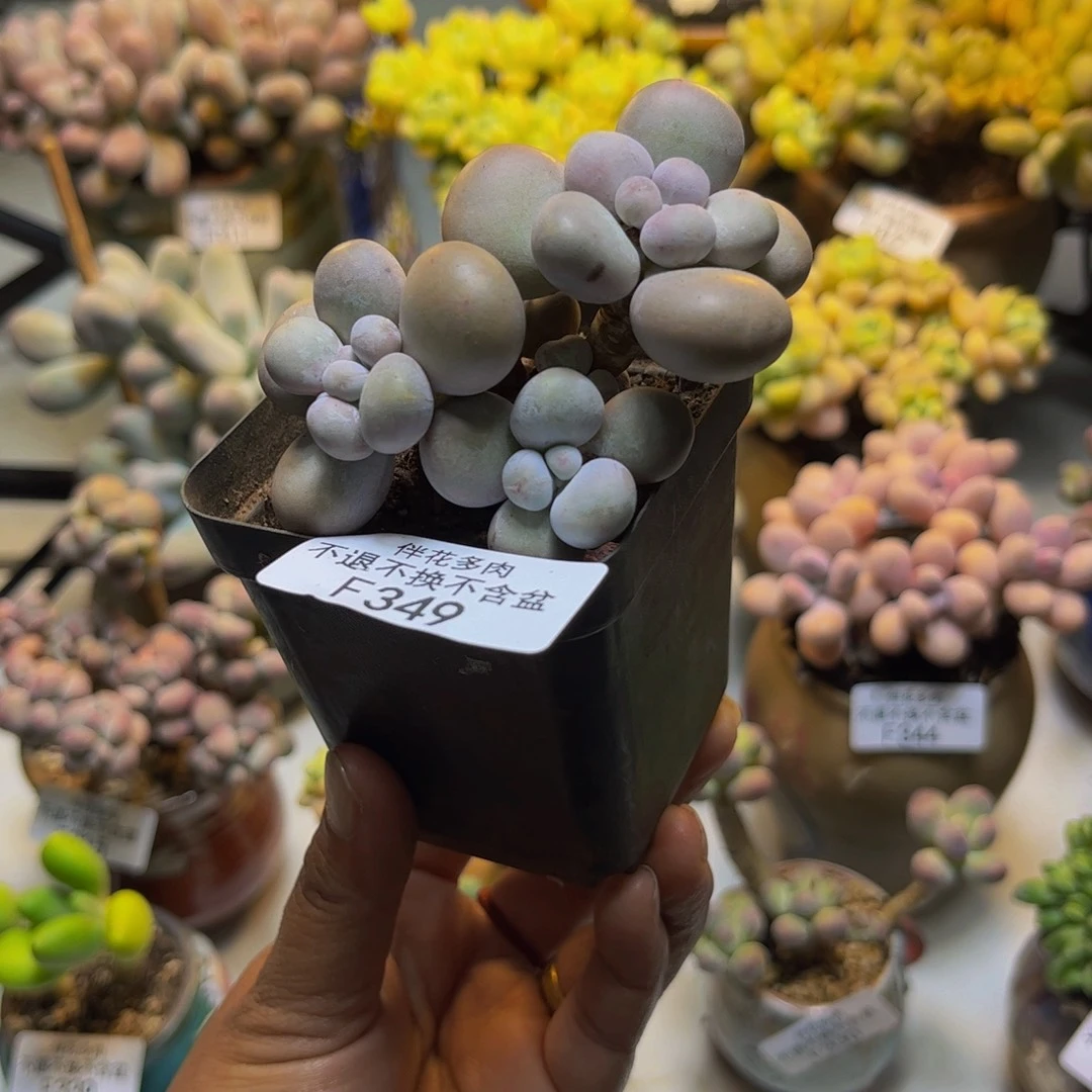 芭比奶349/7cm多肉