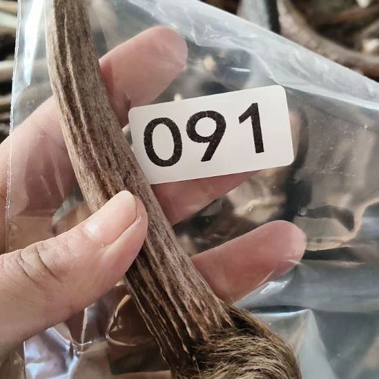 禁***区鹿角鹿角鹿角鹿角鹿角鹿角