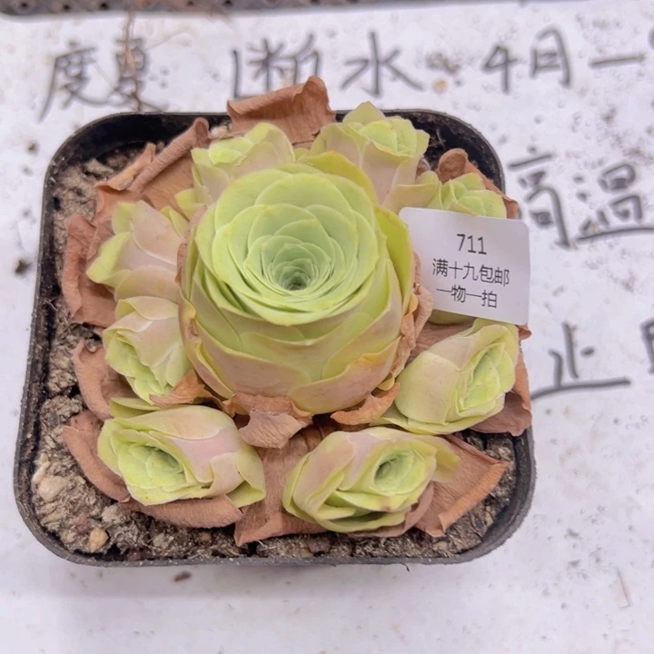 711 裸根不带土发货不包损