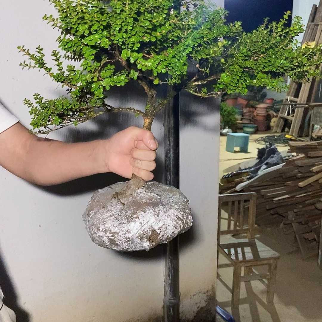 阿***^安徽万佛山珍珠黄杨