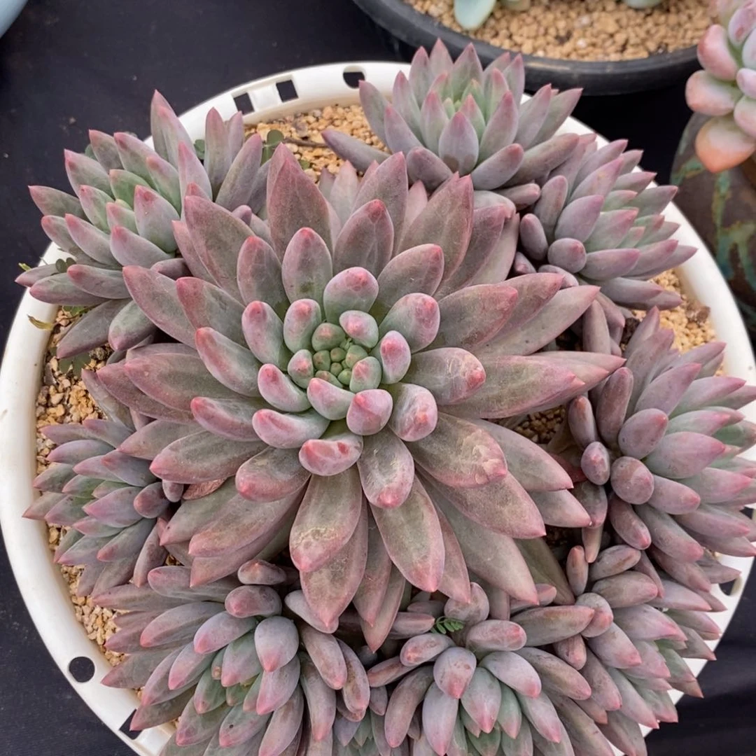 勿秒拍秒退 923-089红蜻蜓