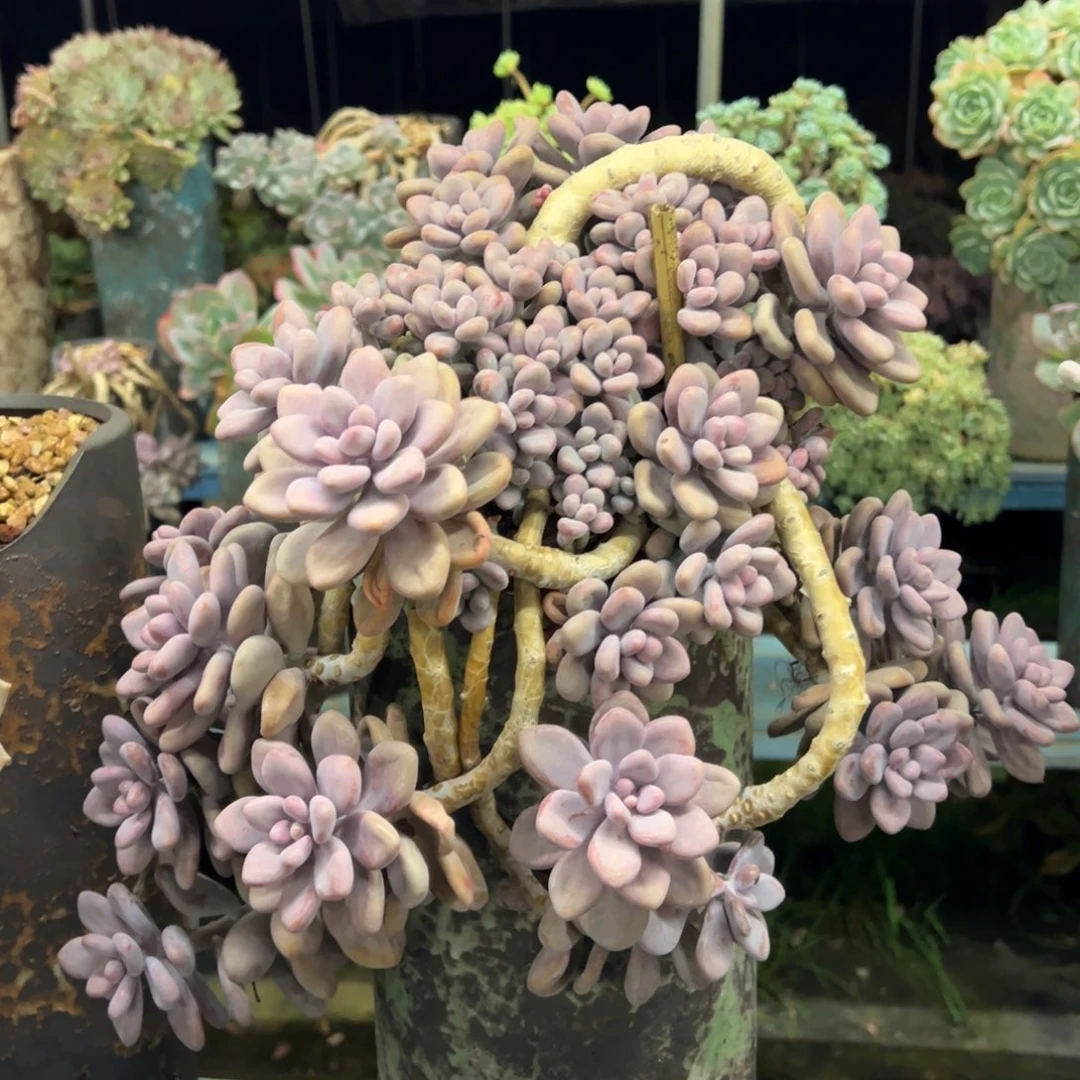 老桩桃蛋裸肉发货