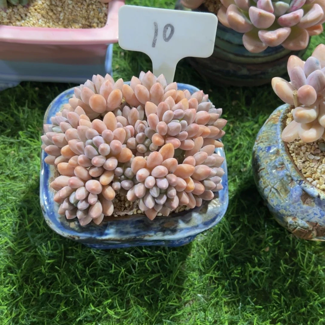 回****续手捧花星黛露多肉