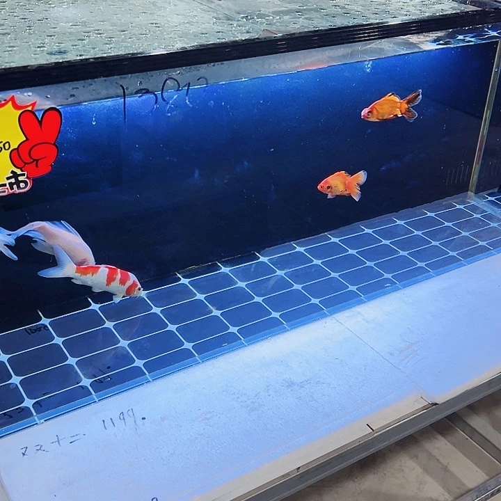 K***P玻璃120.50.50背双鱼马桶全套配件