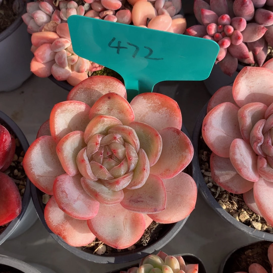 星星珍妮727272737373