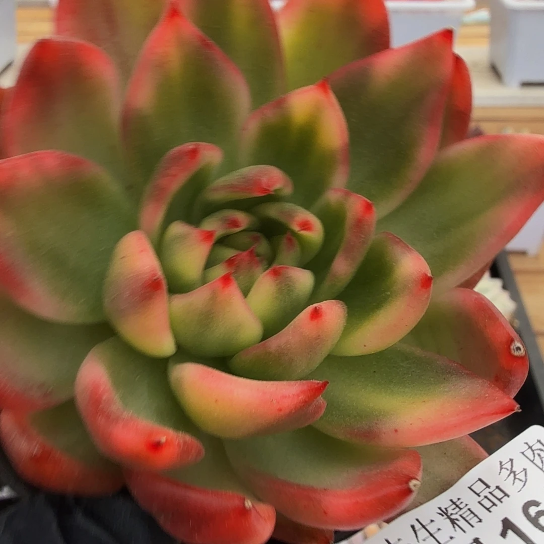 0916-37东云花脸锦