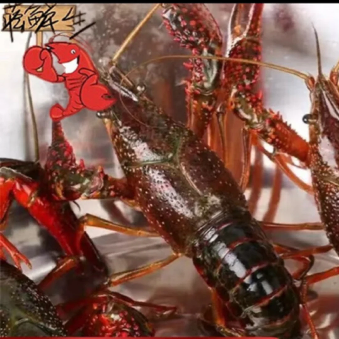 鲜活小龙虾500克（7-9钱每只）龙虾同城送