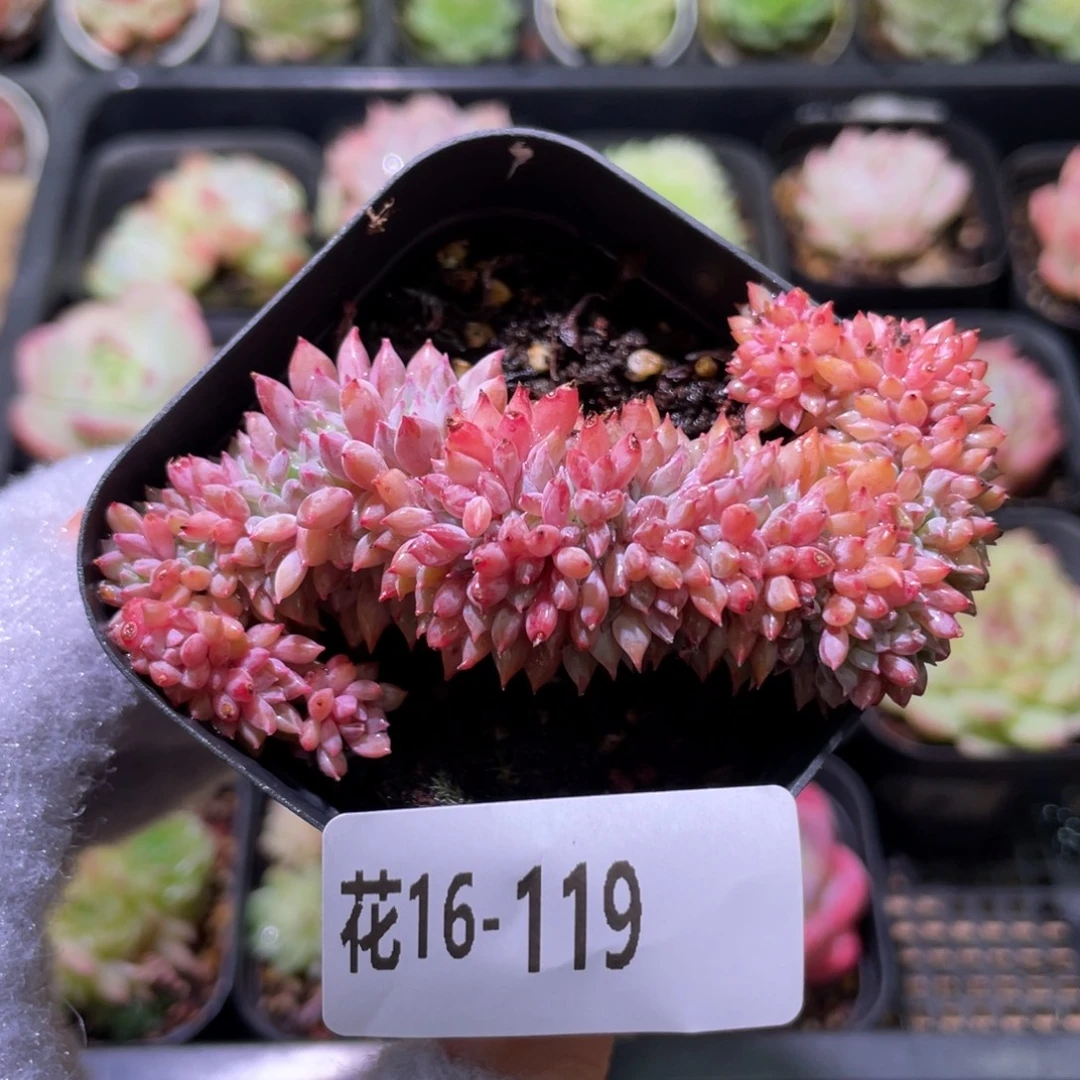 花利美16-119莱恩小精灵缀化