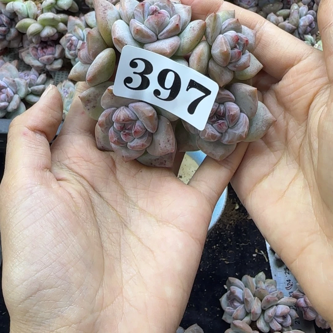 星影5头无根瑕疵一物一拍397