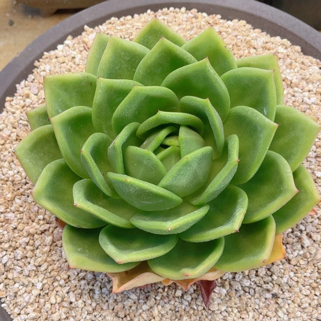287翠花德华多肉