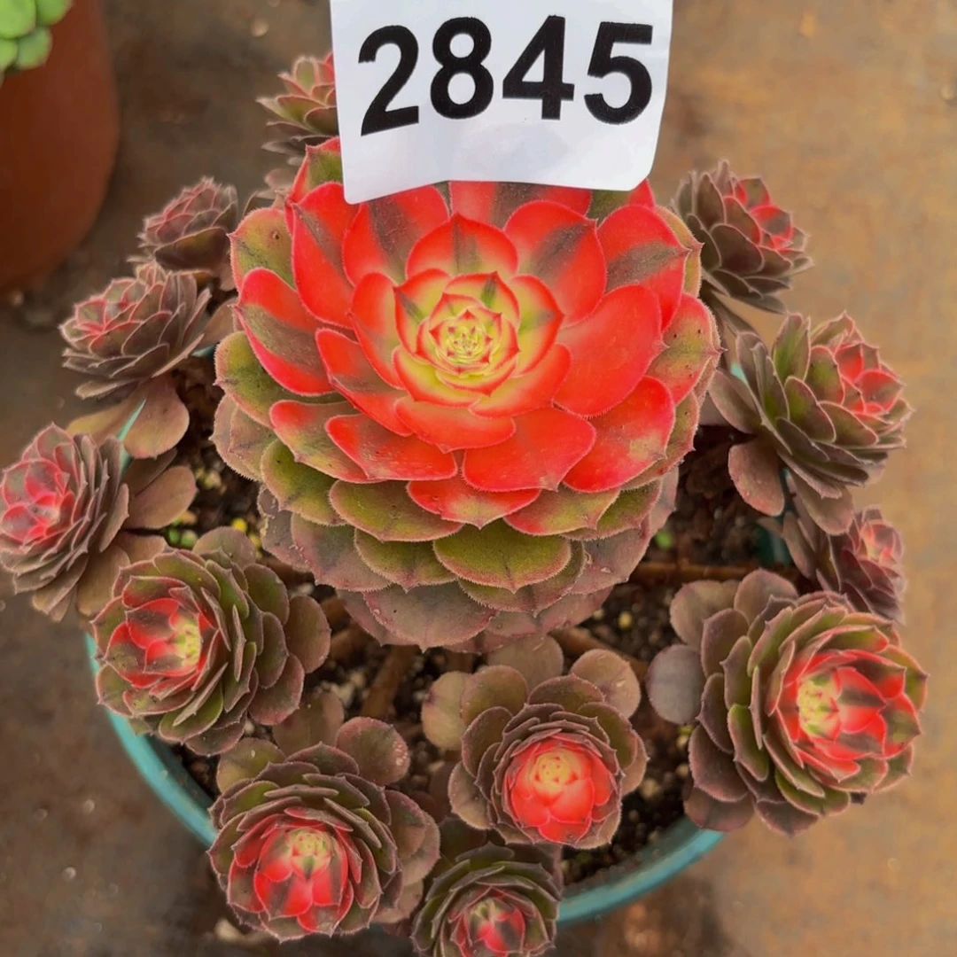2845多肉植物荔枝