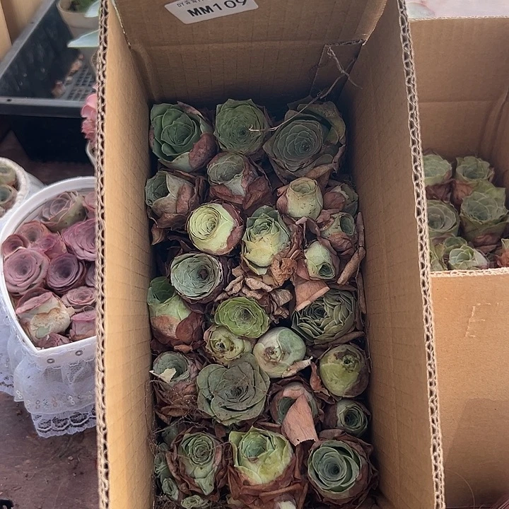 苗苗山地玫瑰瑕疵不售后109