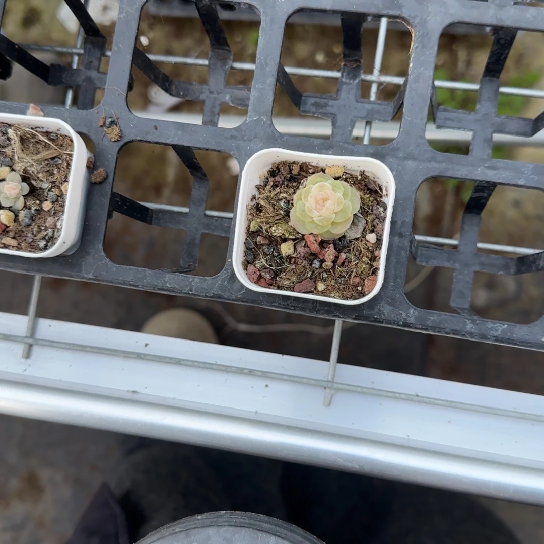 注***桑白冰盆1床一个满25包邮