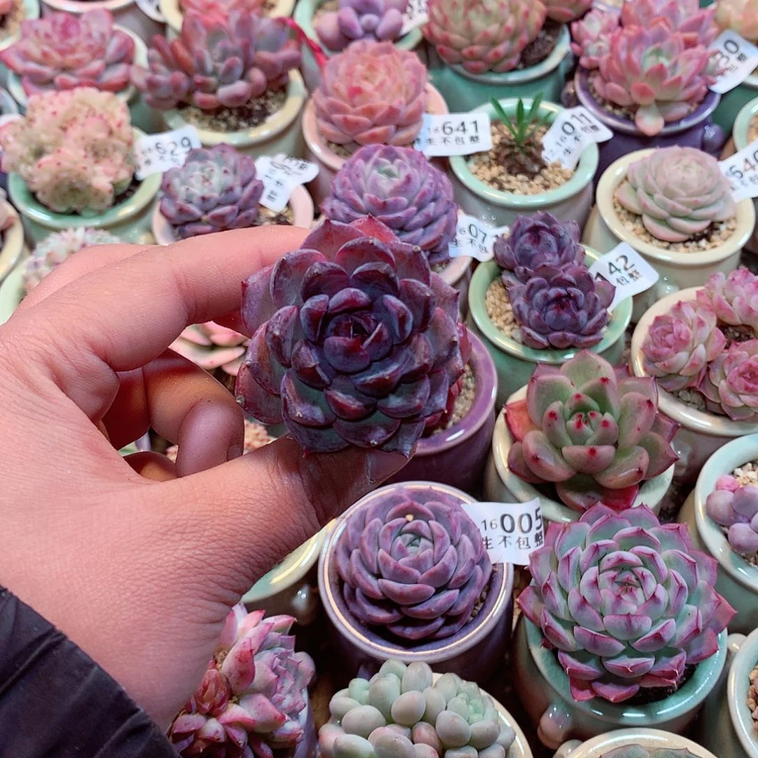 陶瓷盆美肉肉哦哦哦哦哦哦哦