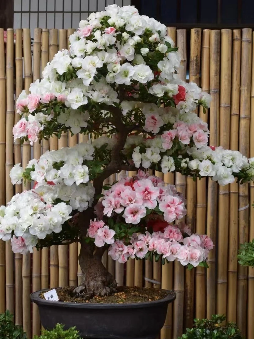 杜鹃老桩嫁接皋月盆景