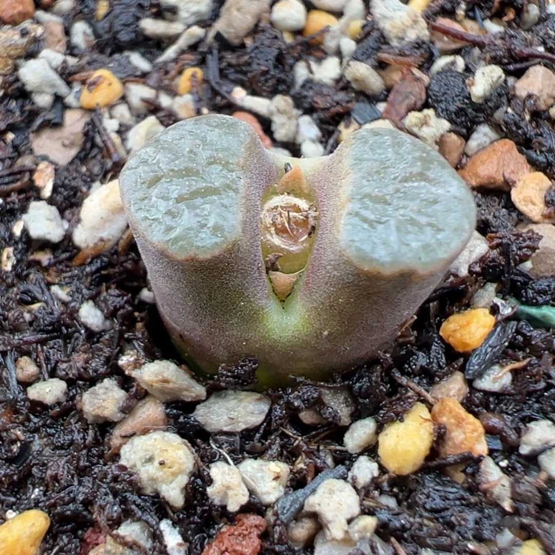 10.28好看的多肉脱土发货813