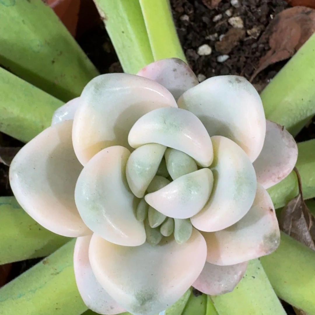 2858花斑鹿多肉植物