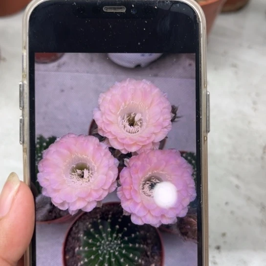 露露40号6公分左右带根