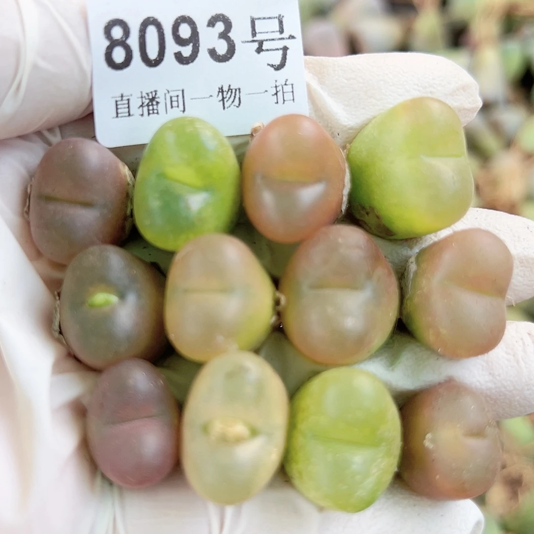 8093 好养易活生石花大母本12个