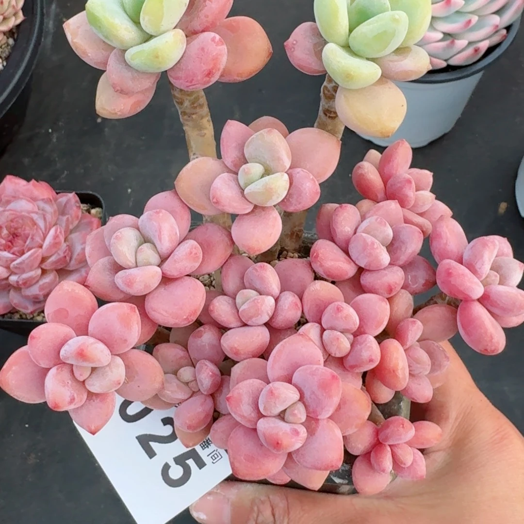 洛神群生整装无砍