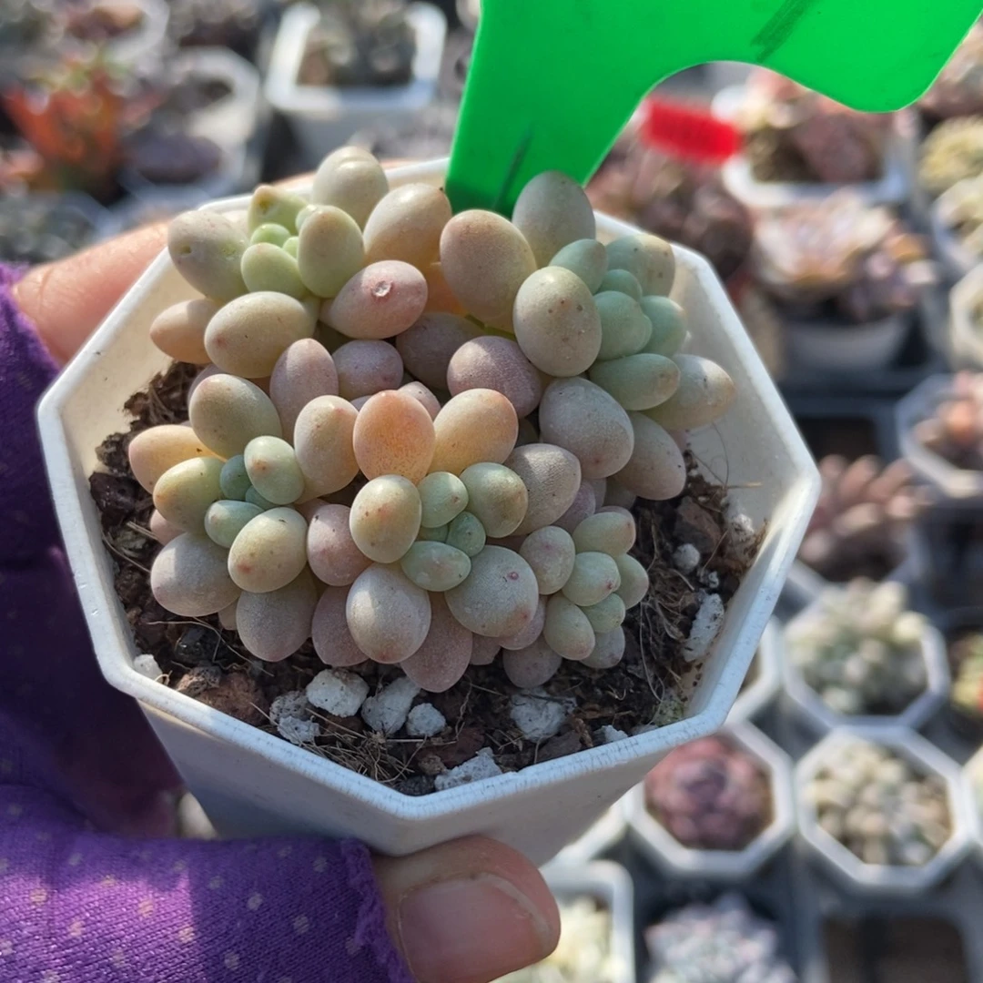 829洛可可多肉植物