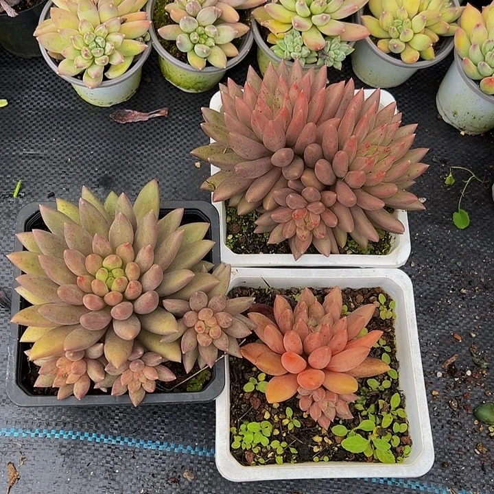 水晶球三颗多肉植物