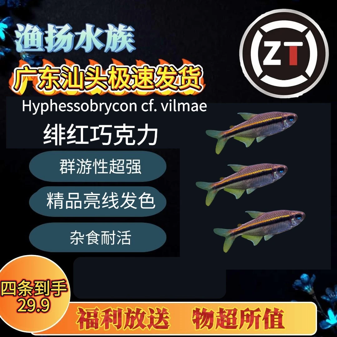 绯红巧克力热带观赏鱼活体群游适合草缸淡水养殖好养耐活