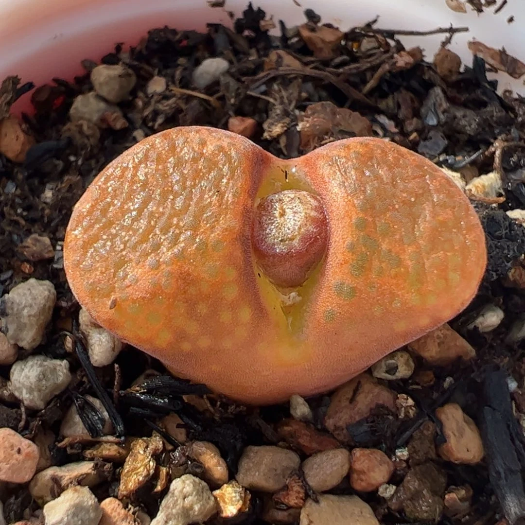 157多肉植物百科