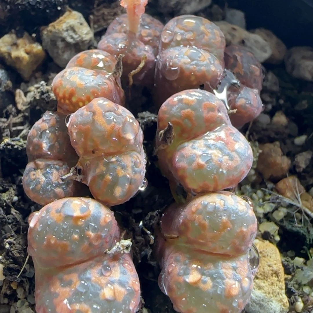 【闪购商品】14666