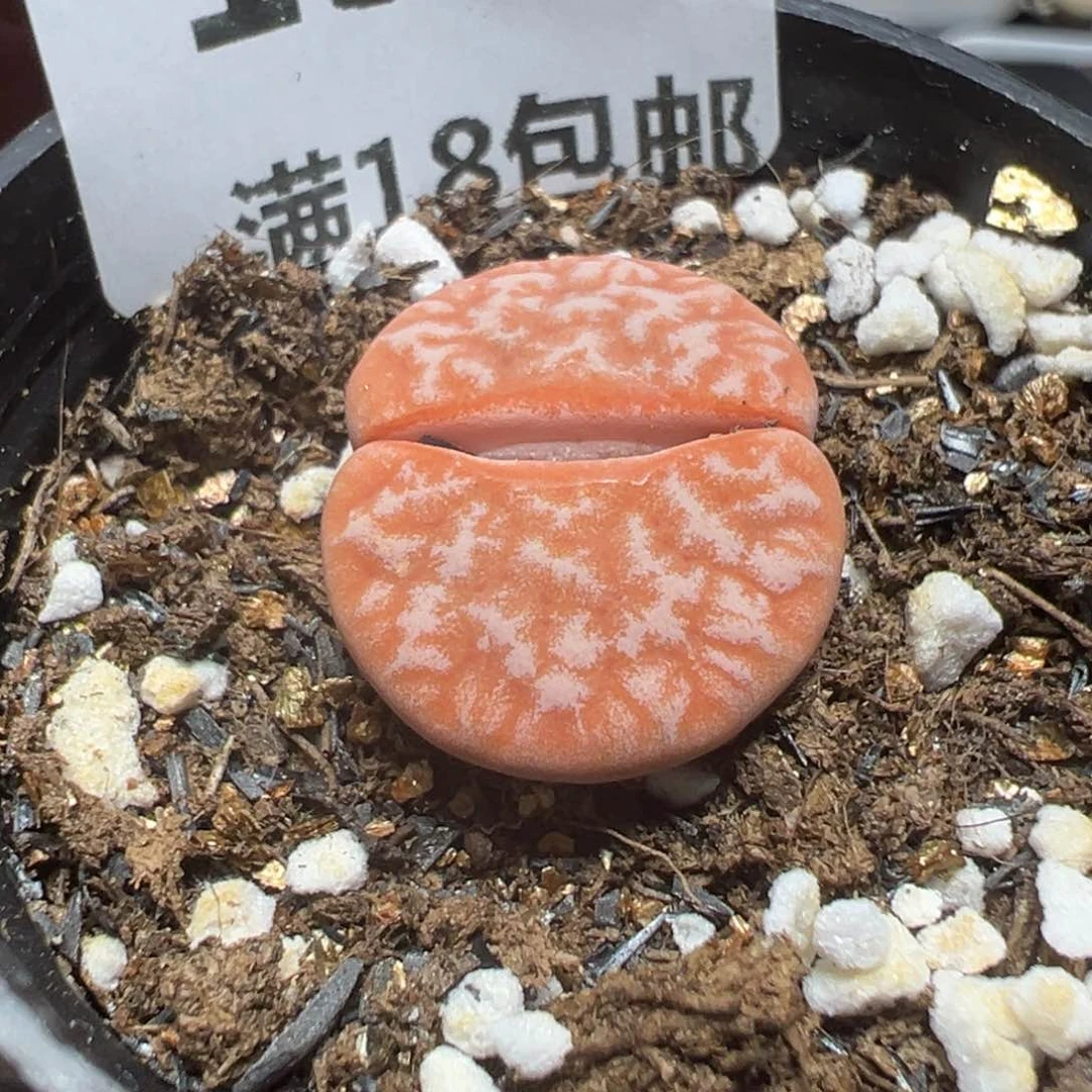【闪购商品】 135。