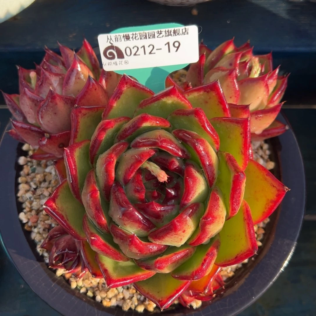 从前慢多肉精选编号0212.19