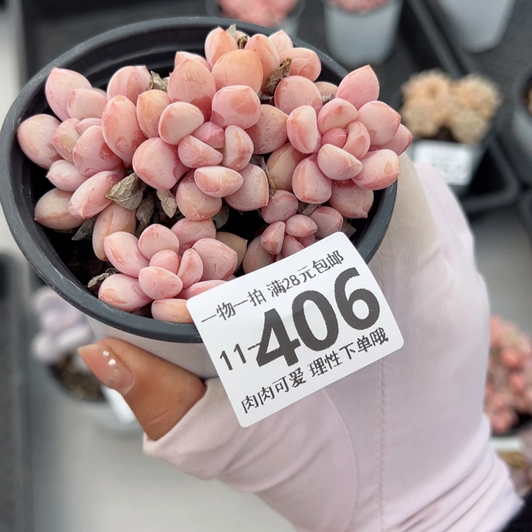 拉丝雨多肉多肉多肉多肉