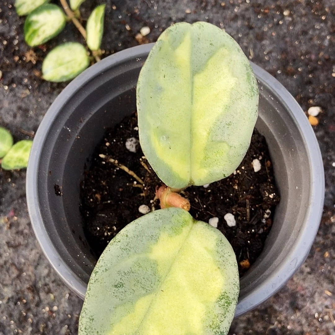 完全开放阿根廷公主