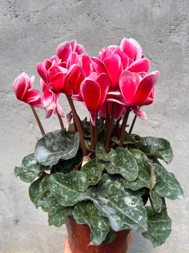 【梦幻精灵仙子红】（140）仙客来室内观赏花卉