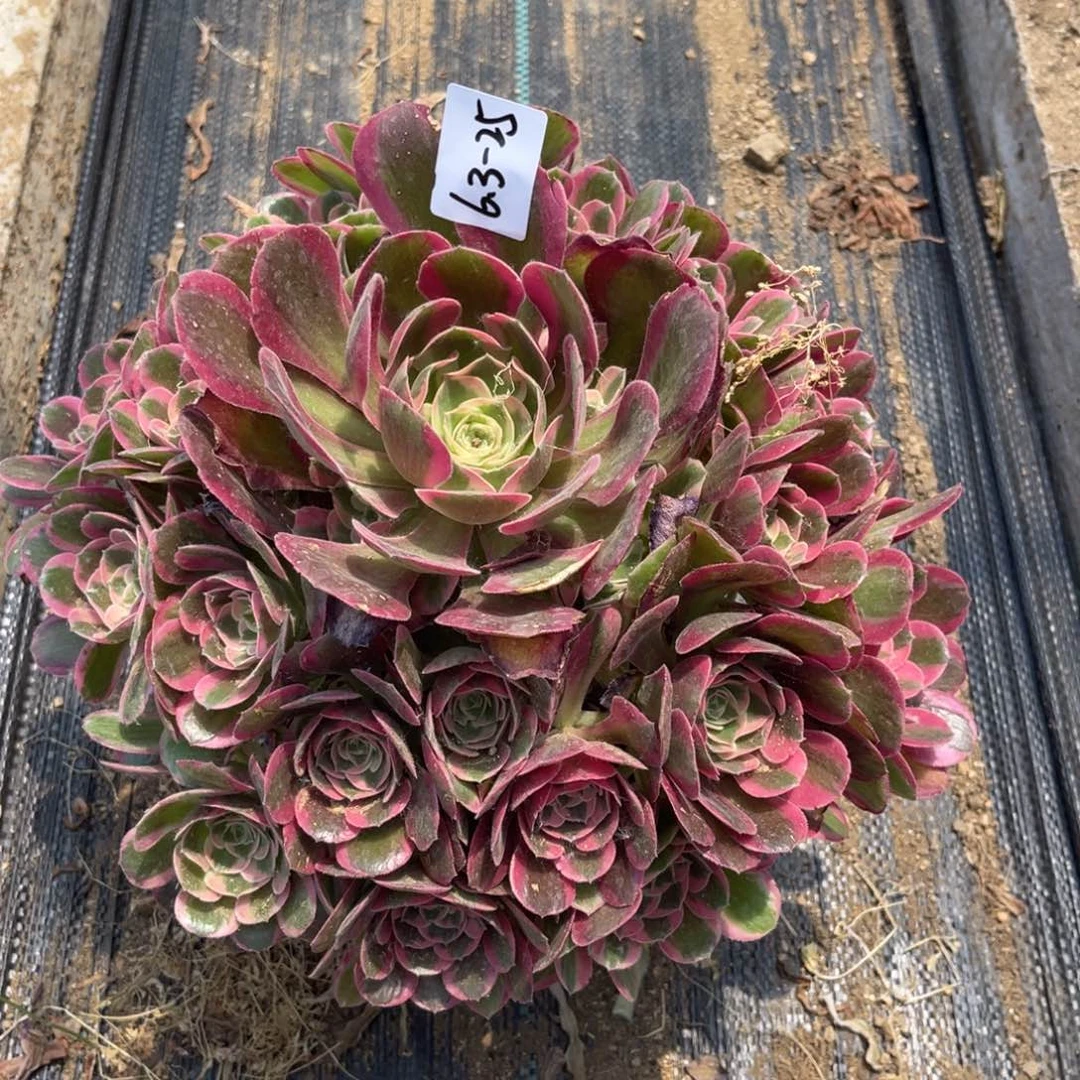 日****暖6.3-25七彩石手捧