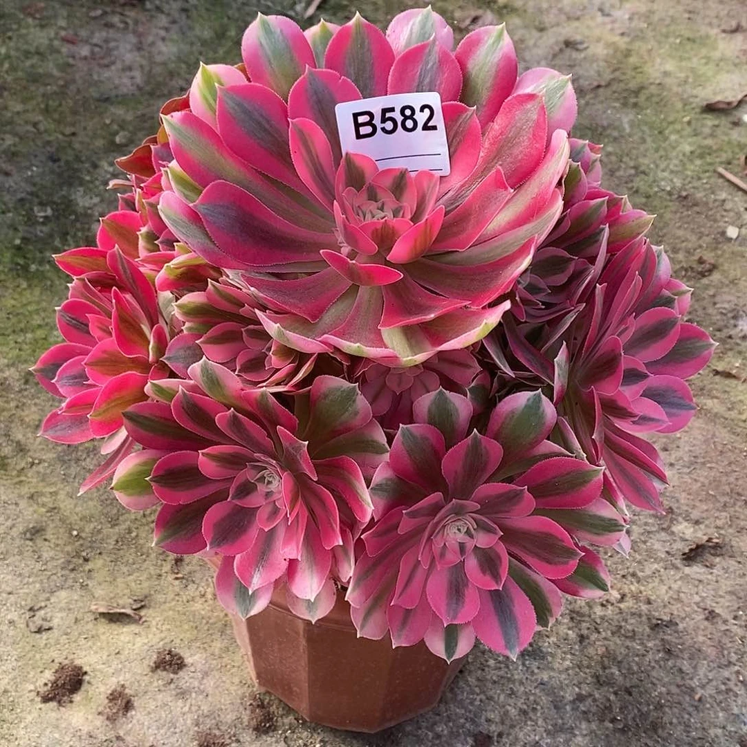 女巫多肉植物582