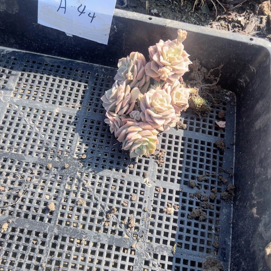 蓝*影a44可爱玫瑰可爱