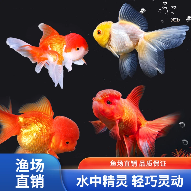 泰师金鱼冷水观赏鱼苗活体波妞奶牛蓝瘦泰狮好养耐活招财鱼