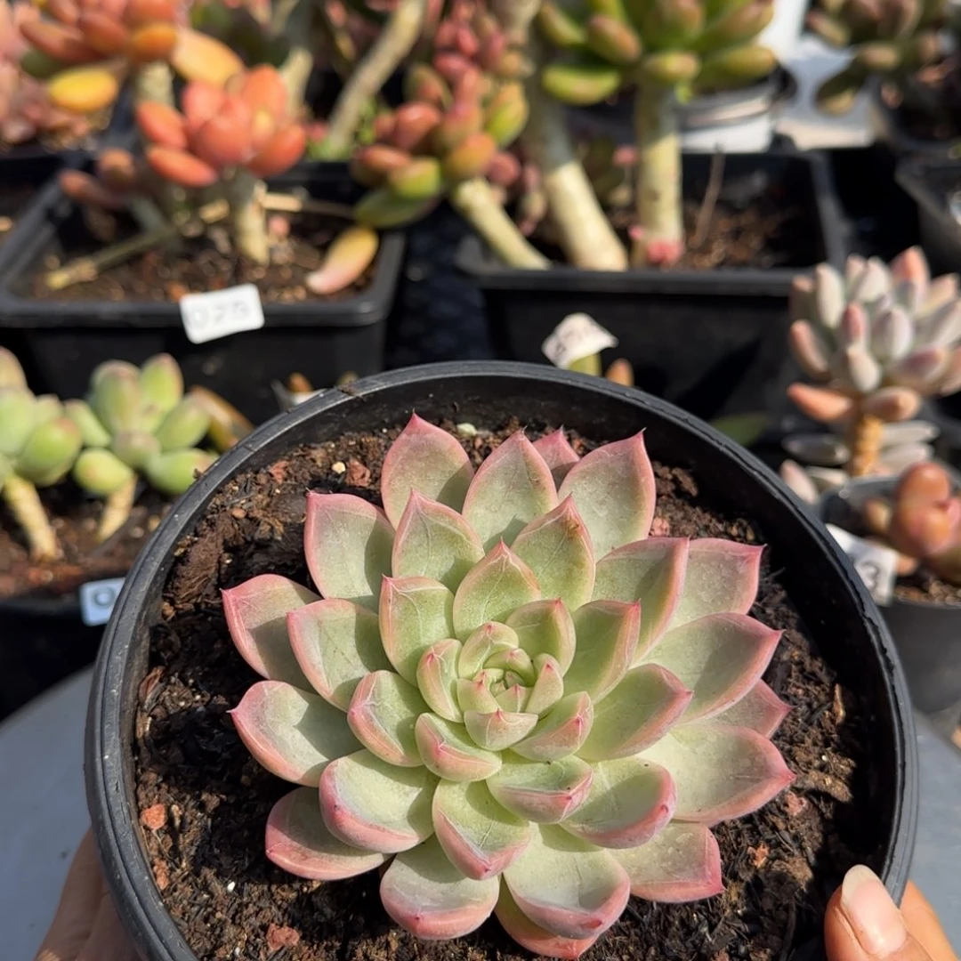 940号一物一拍一物一拍