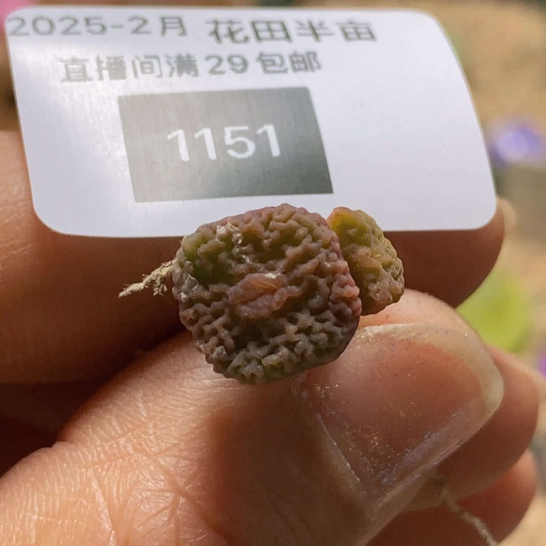 浅****?好看好看好看dt7778/2-1151