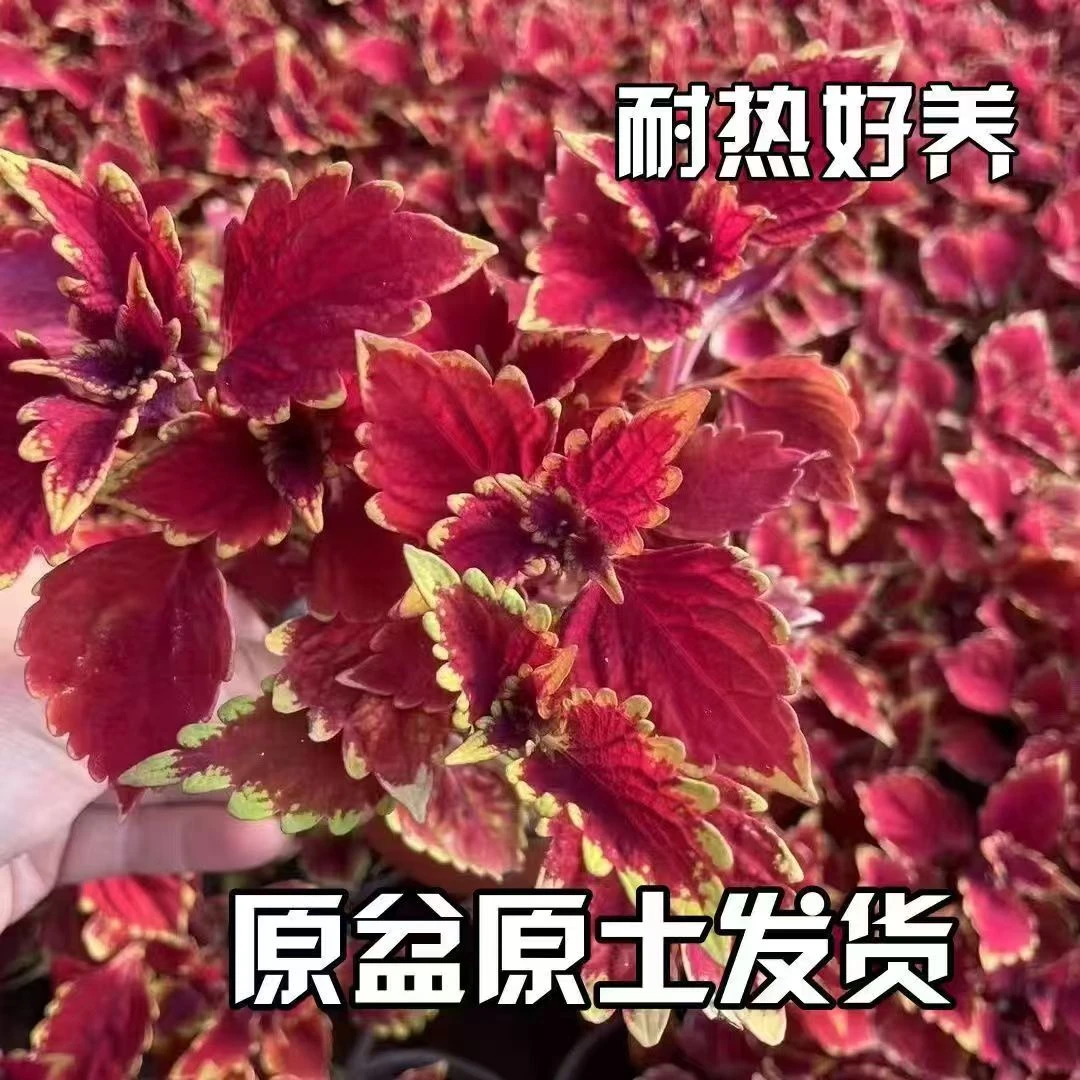 【到手三盆】彩叶草红叶花四季观叶植物室外耐热绿植盆栽庭院阳台