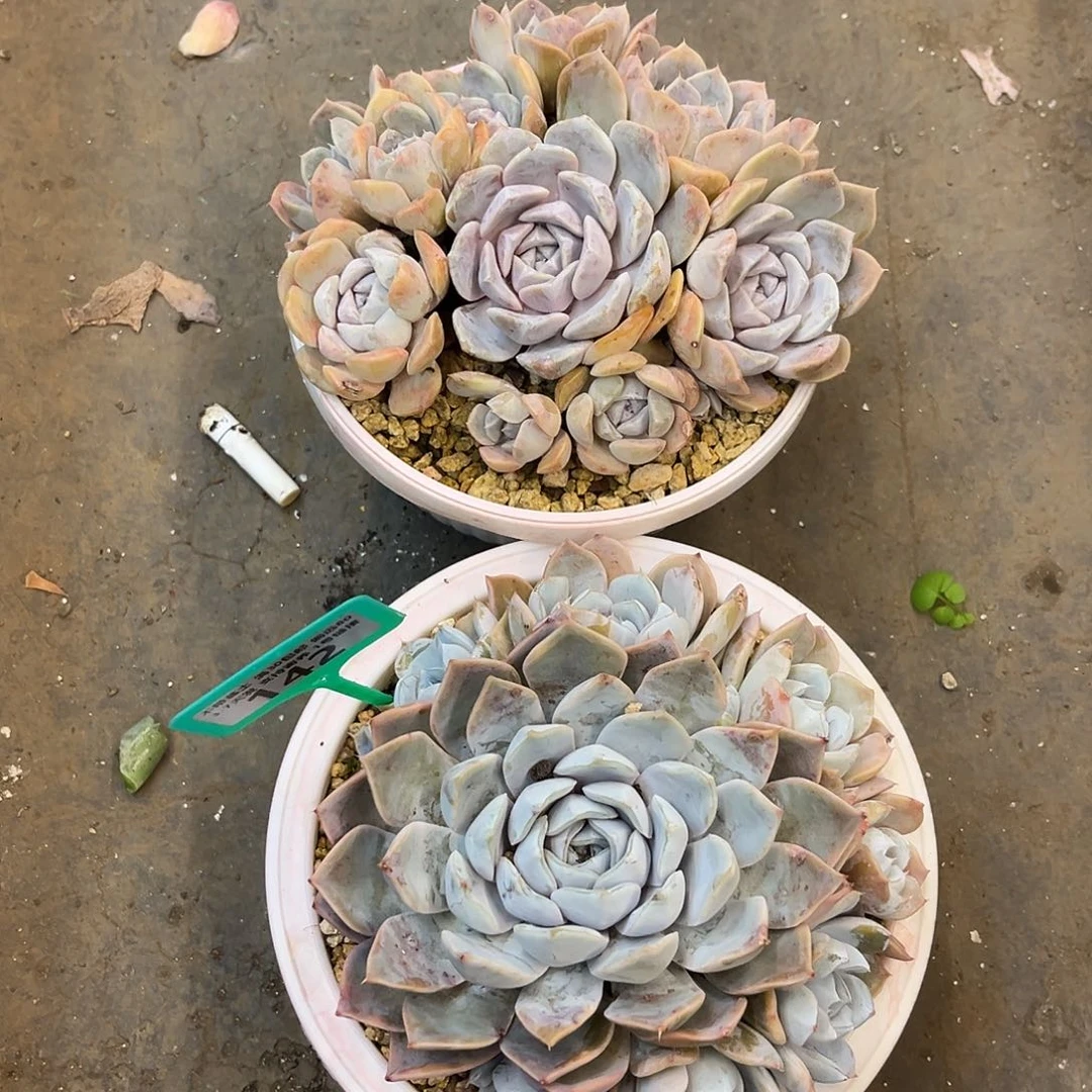 就***星汉堡加雪兔 啦啦啦