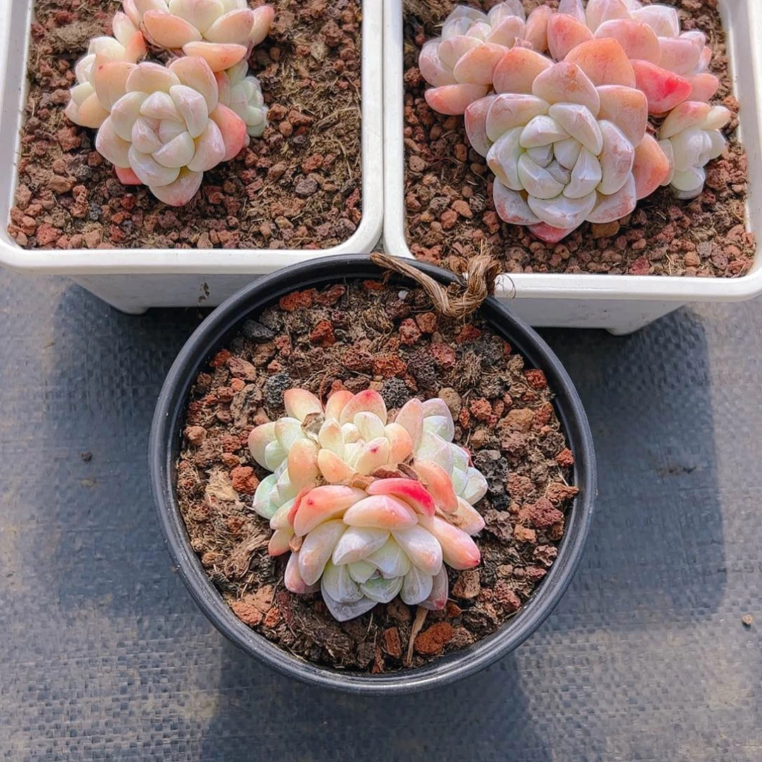 西*三颗冰玉5086号一物一拍