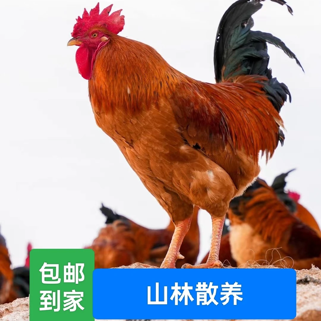庄河村民散养庄河大骨鸡