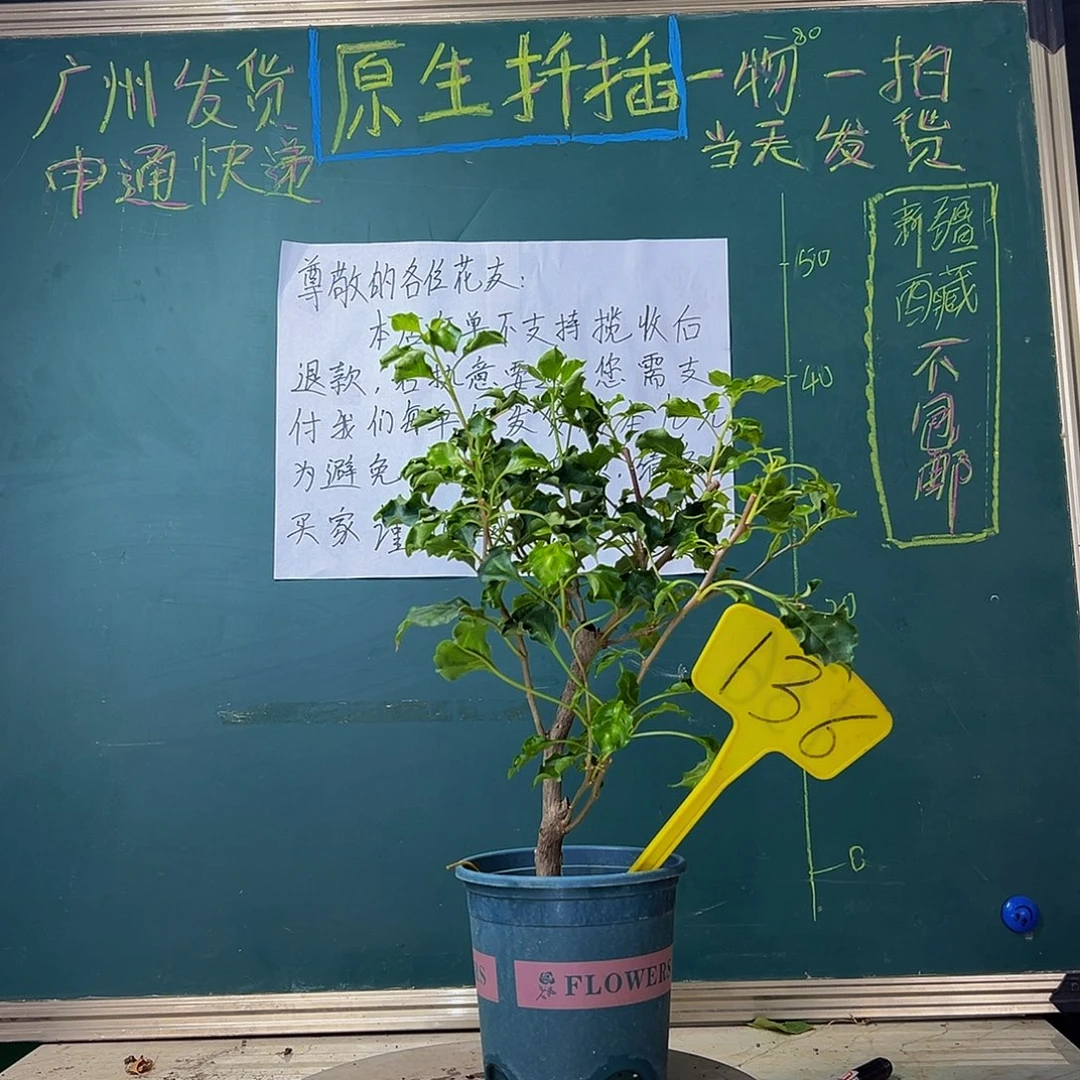 当前无花栽培后可以开花蒙娜丽莎红136